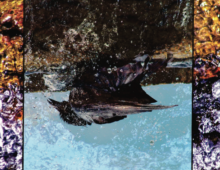 detail of upside-down bird on cover of Under-Worldly